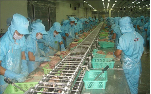 Doanh nghiệp và nông dân nuôi cá tra tiếp tục “vật lộn” với COVID-19