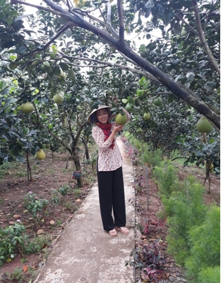 Bưởi tết giảm giá mạnh, chủ vườn lo lắng vì khó tiêu thụ