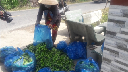 Dưa leo 05 ngàn đồng/kg, người trồng phấn khởi