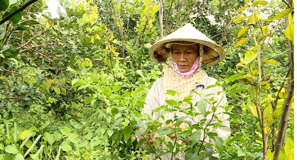 Niềm vui mùa ớt tết