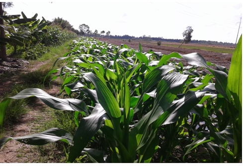 Tam Bình: Vận động nông dân trồng 5.300 ha rau, màu trong năm 2015