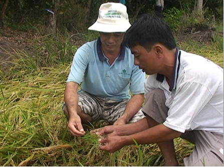 300 ha Lúa hè thu của nông dân huyện Long Hồ bị đổ ngả do mưa lớn