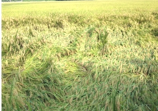 Dự báo tình hình sâu bệnh hại trên lúa từ ngày 27/06 – 03/7/2015 tại tỉnh Vĩnh Long