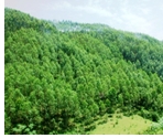 Dự kiến mức khoán bảo vệ rừng