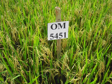 Lúa giống OM5451- HTX nông nghiệp An Thành