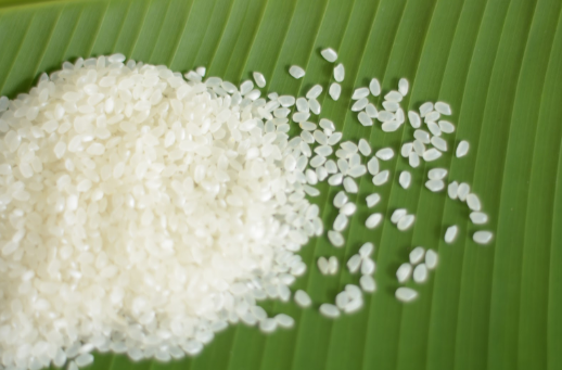 Doanh nghiệp Na Uy và Thụy Điển cần mua gạo Japonica