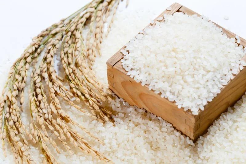 Doanh nghiệp Na Uy và Thụy Điển cần mua gạo Japonica