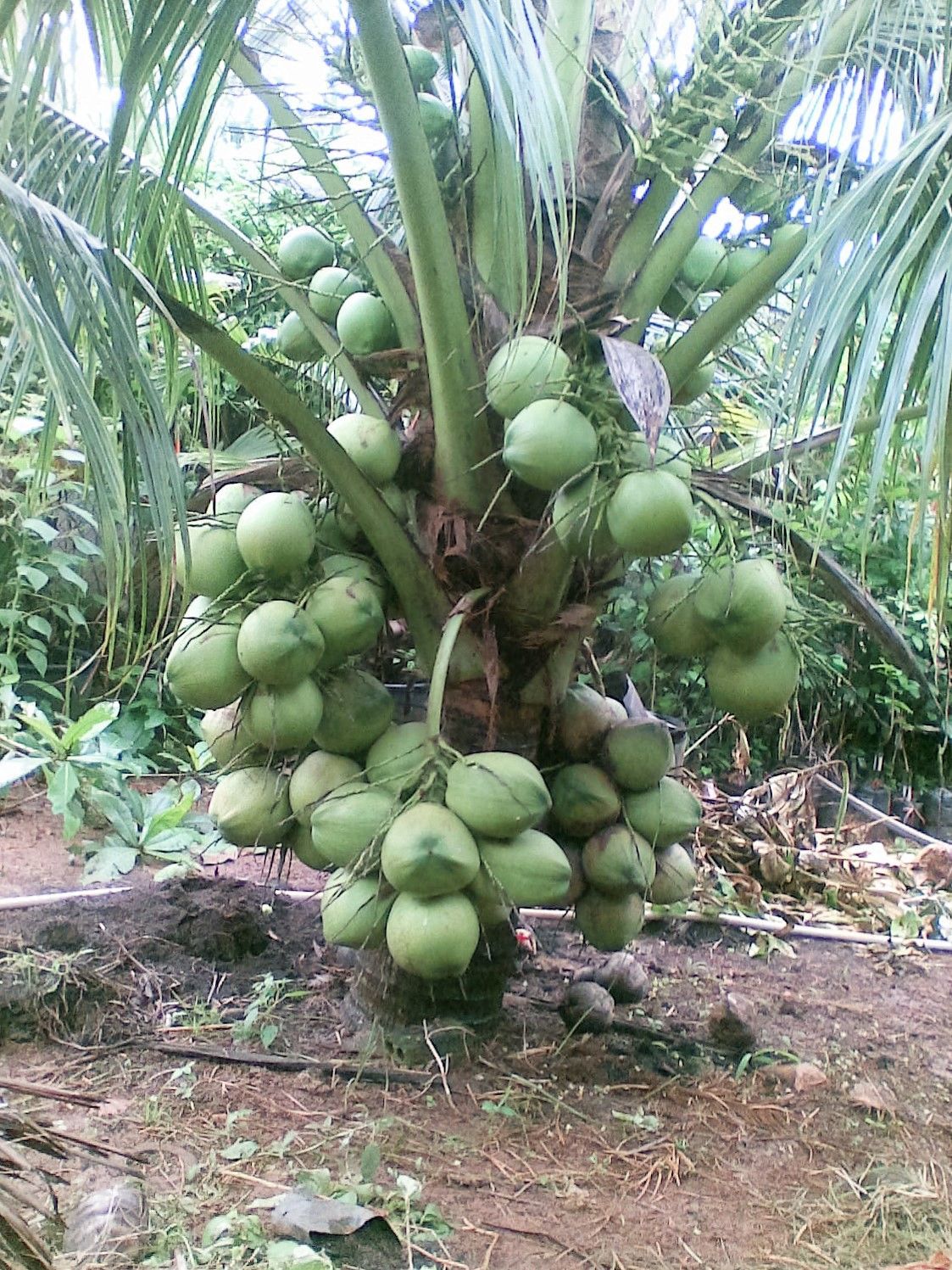 Cây giống Dừa xiêm xanh lùn