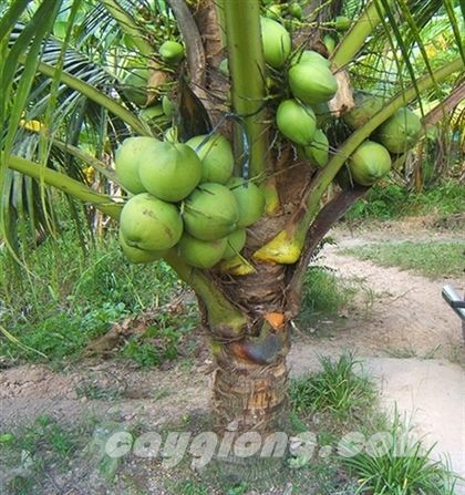 Cây giống Dừa thơm Island