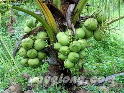 Cây giống Dừa thơm Island