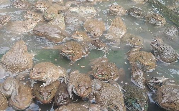 Đu đủ, tắc, lươn, ếch - Hộ sản xuất Tô Văn Huynh