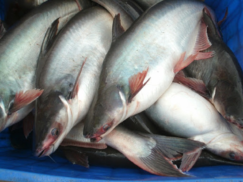 Cá tra - Hộ sản xuất Huỳnh Văn Nhẫn