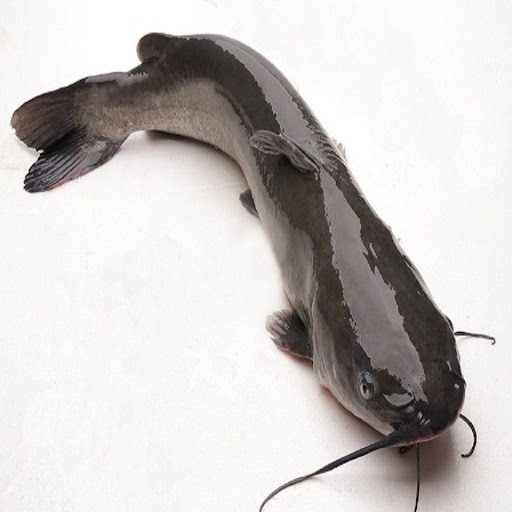 Cá lăng hơ - Hộ sản xuất Ngô Hữu Phước
