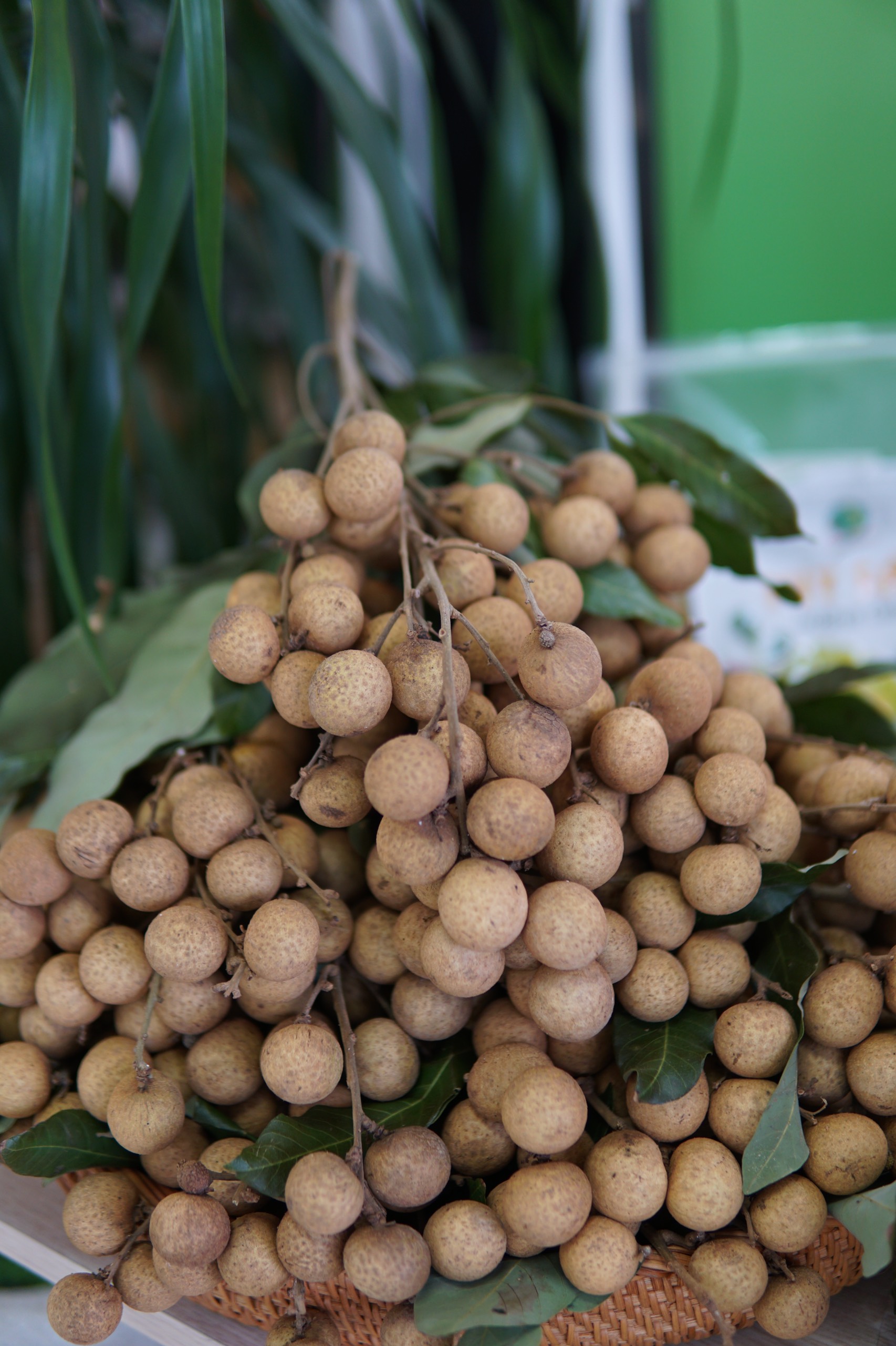 Nhãn Edaw tươi